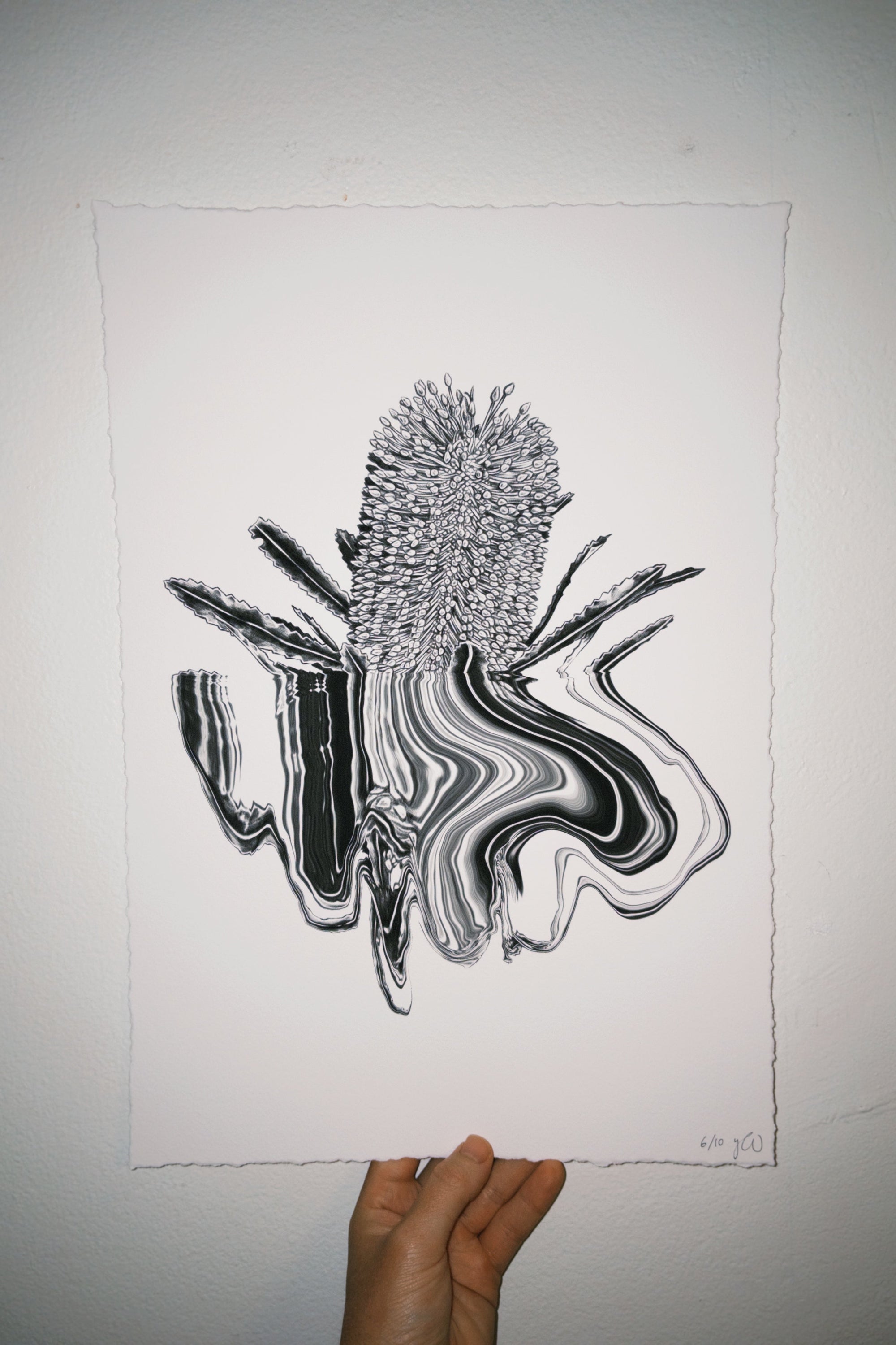 Banksia - A3 by Yaz Ward - Yaz Ward