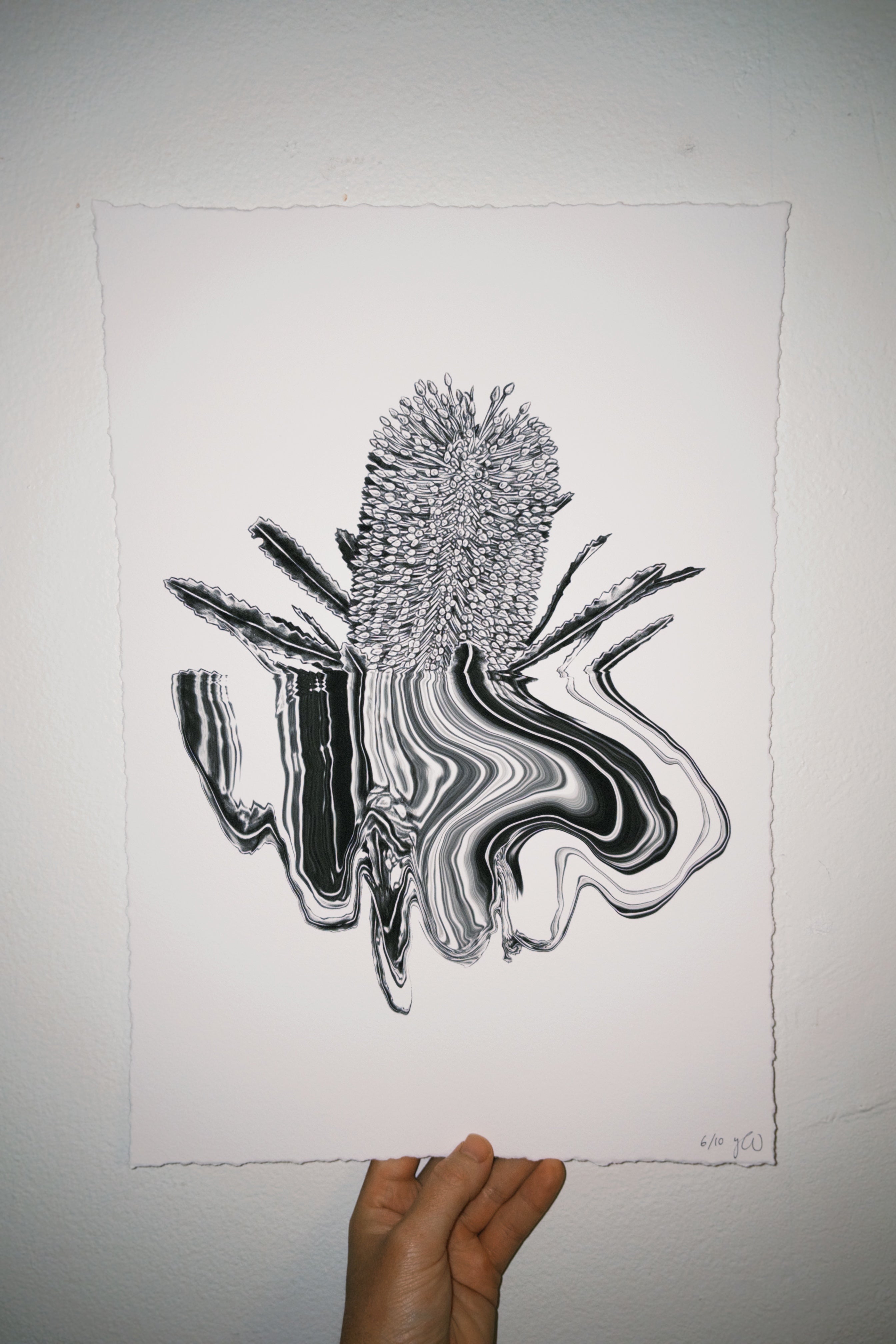 Banksia - A3 by Yaz Ward - Yaz Ward